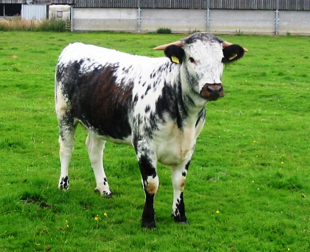 Tetford Syringa turned out after the end of the show season 30th July 2012
