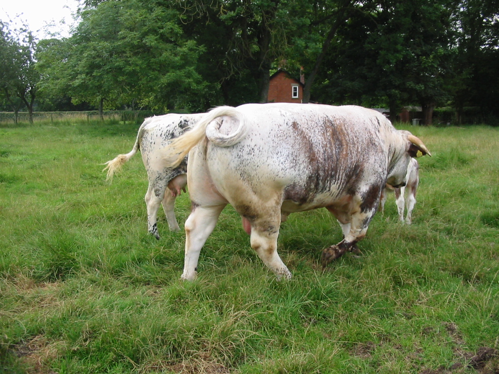 Tetford Quarryman, the show season over, was turned out with Tetford Fluellen and Tetford Jade on 30th July 2012.