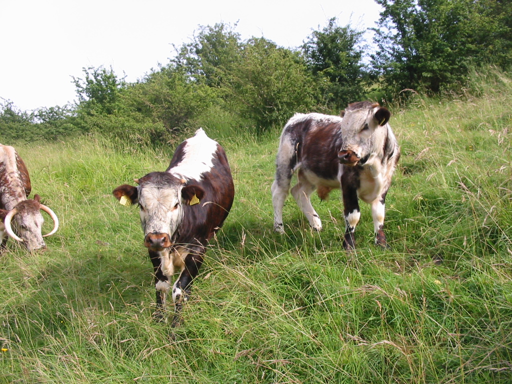 Two calves by Linton David at Worlaby 30th July 2012 click on the image for some more photos taken 05.08.2012