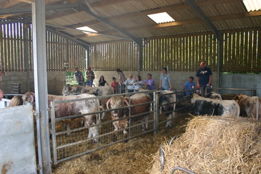 Judging the pen of young bulls.