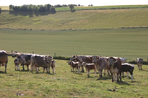 Cows and calves at Worlaby July 3rd 2010.