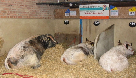 Tetford Jedi, Tetford Quarryman and Tetford Quiescence relax at the Great Yorkshire Show 2010