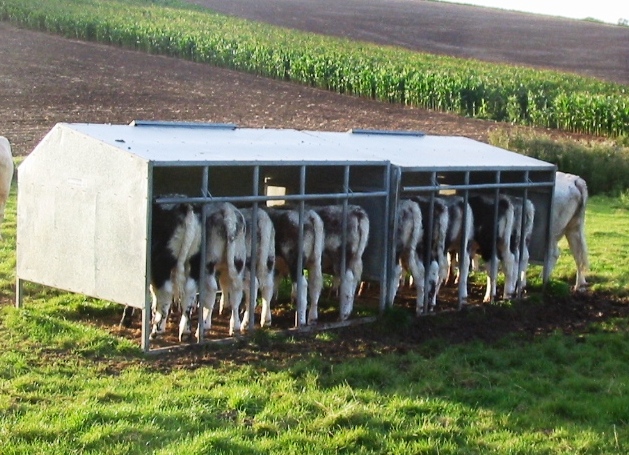 2012 spring born calves tuck in to their creep feed at Worlaby 24.09.2012