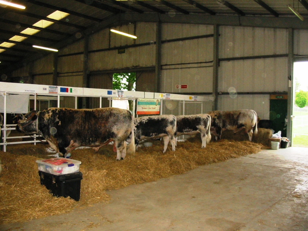 Tetford Jedi, Syringa, Salix and Quarryman in the Cattle Lines at the 2012 Lincolnshire Show.