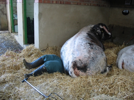 Tetford Jedi and a man down at the Great Yorkshire Show 2010