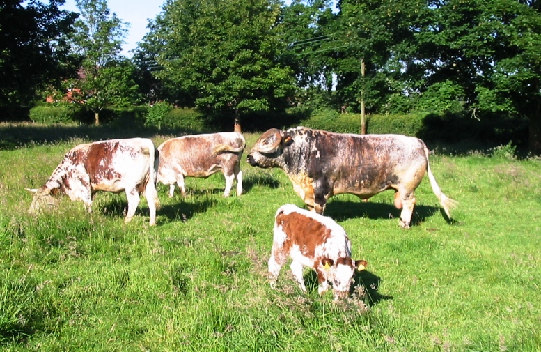 Tetford Jedi back home from the Great Yorkshire enjoying the sunshine and his cows on Thursday morning 12th July.