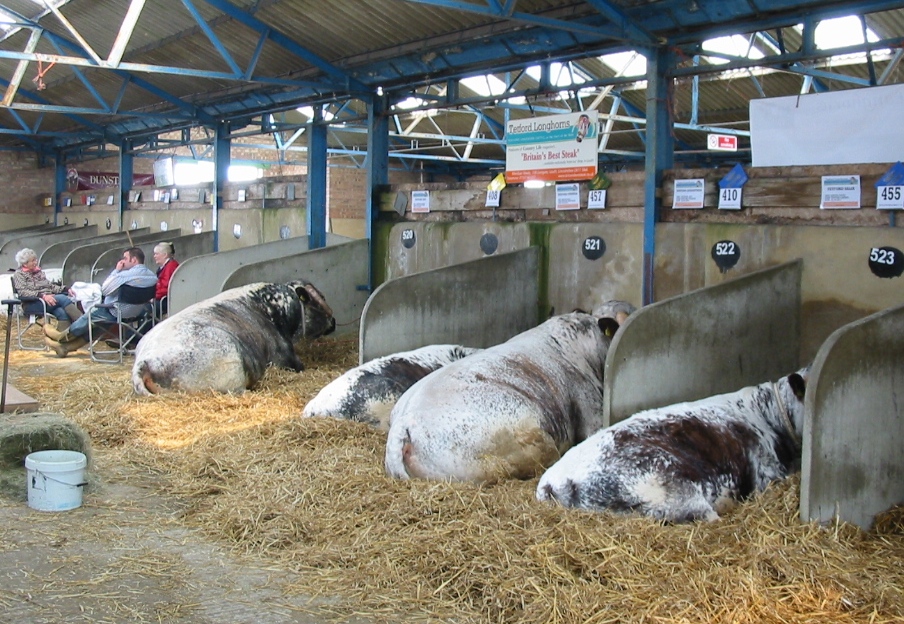 Tetford Jedi, Syringa, Quarryman and Salix relaxing in the dry of the livestock lines at the Great Yorkshire Show 2012.