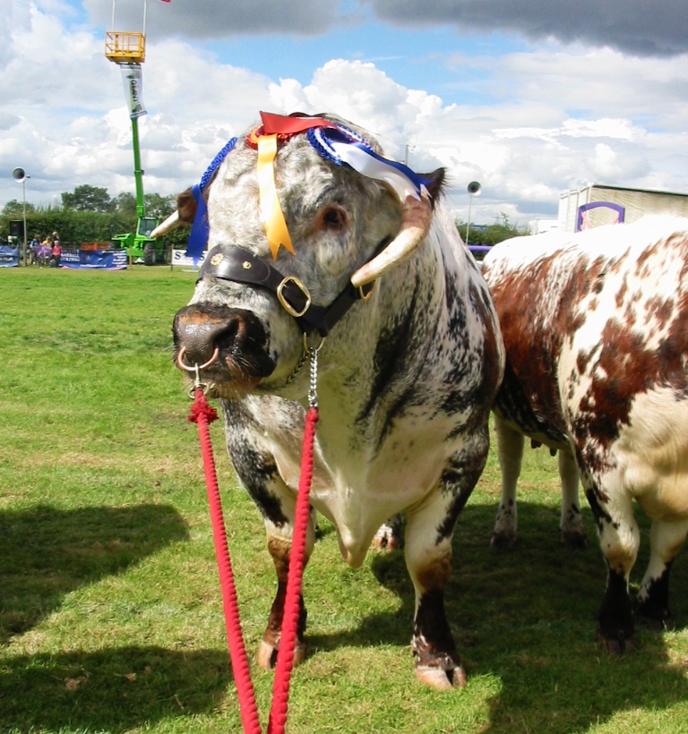 Tetford Quarryman 2nd Bull, Reserve Male Champion and Reserve Breed Champion Heckington Show 2012