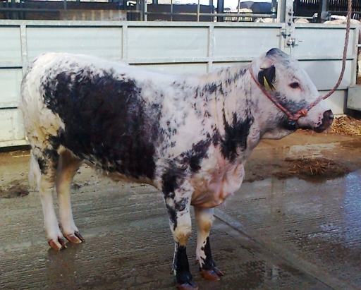 Tetford Tinka 13.05.2013