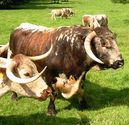 Linton David at summer grazing July 2012