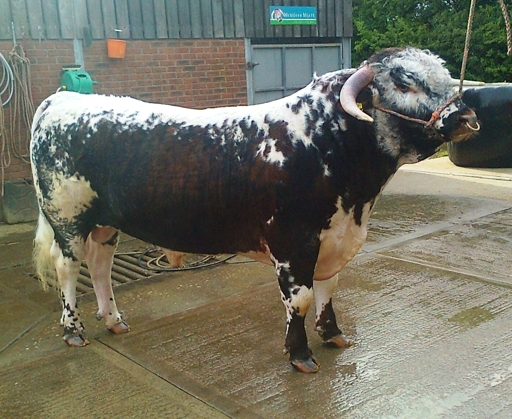 Tetford Samson 16.05.2013