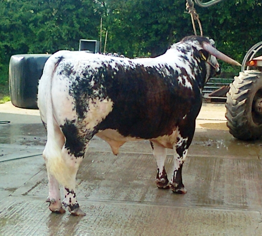 Tetford Samson 16.05.2013