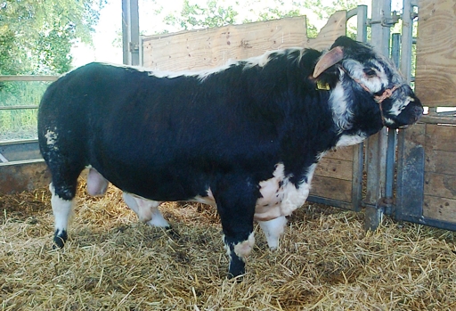 Tetford Talisman 07.06.2013