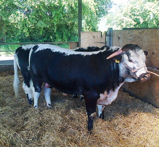 Tetford Top Gun 07.06.2013