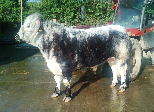 Tetford Toby 04.02.2014