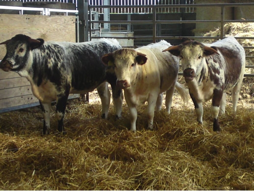 Tetford Pearl (left) Tetford Peony (centre) Tetford Peaches (right)