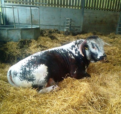 Tetford Samson 03.05.2013