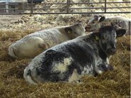 Tetford Pearl (front) Tetford Peony (centre) Tetford Peaches (back)