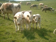 Some of the herd enjoying the summer sunshine in the Lincolnshire Wolds.