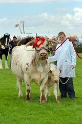 9 year old Tetford Fritillary at the Lincolnshire Show in 2007. Now retired from showing, she was a prolific and consistent winner in her showing days! 