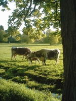 Two of our foundation cows, Croc Mhor Matilda and Ash Mistletoe with thier calves at foot grazing at Tetford in 2005. Two of our foundation cows, Croc Mhor Matilda and Ash Mistletoe with thier calves at foot grazing at Tetford in 2005.