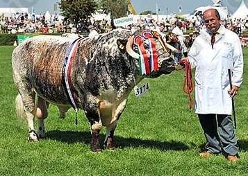 Tetford Jedi Longhorn Breed Champion at Lincolnshire Show 2010