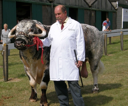 Tetford Jedi Longhorn Breed Champion at Lincolnshire Show 2010